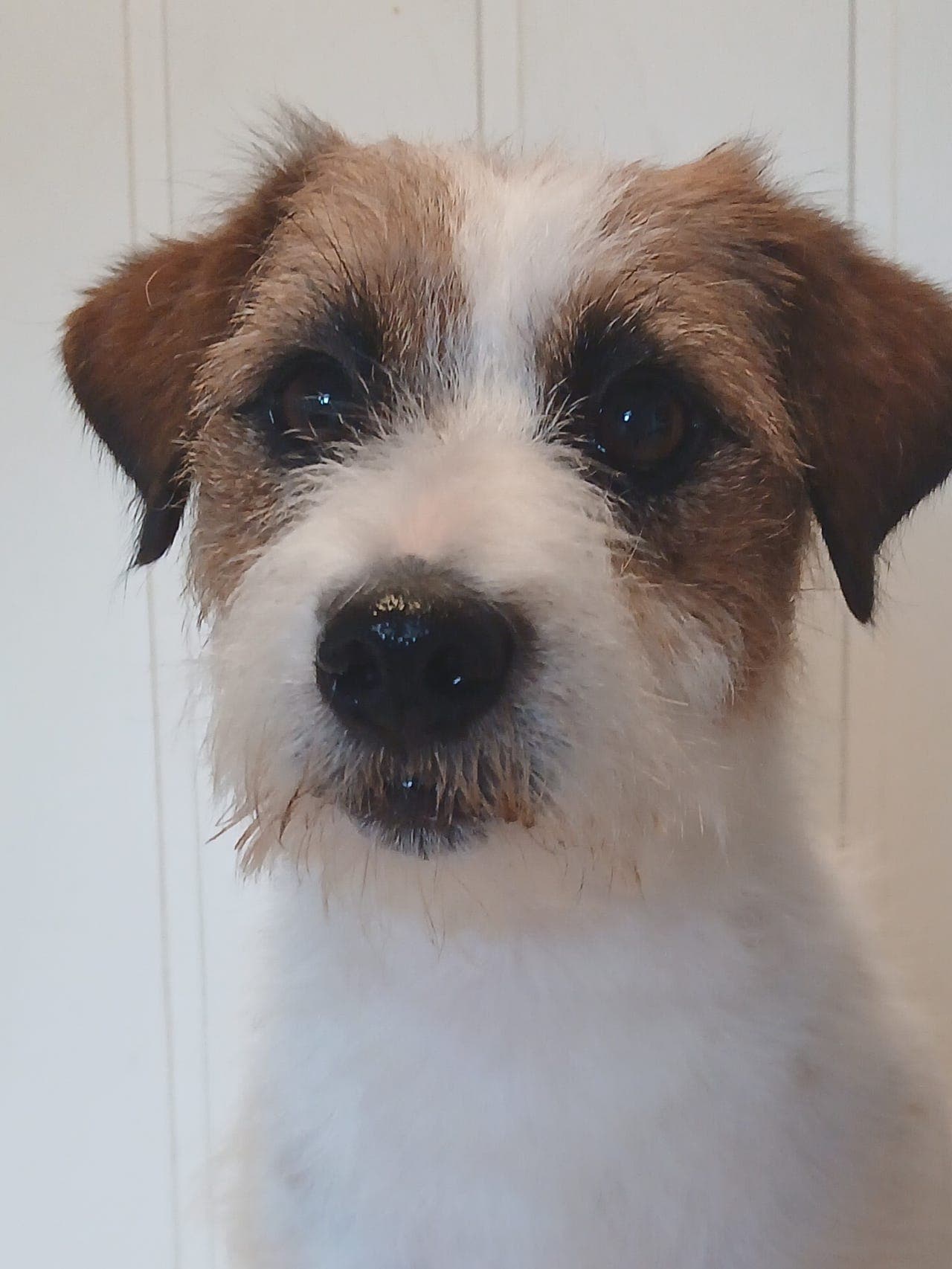 Jack Russell Terrier.  Ut i for/ salg