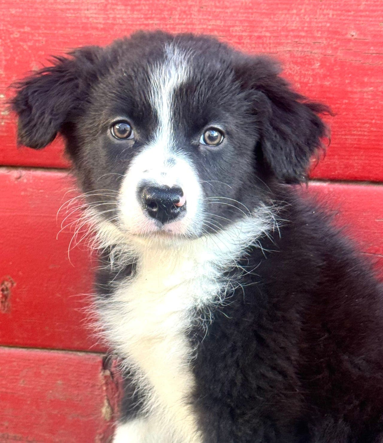 Harmoniske Border Collie herlige , kjærlige , kloke og friske valper etter flott