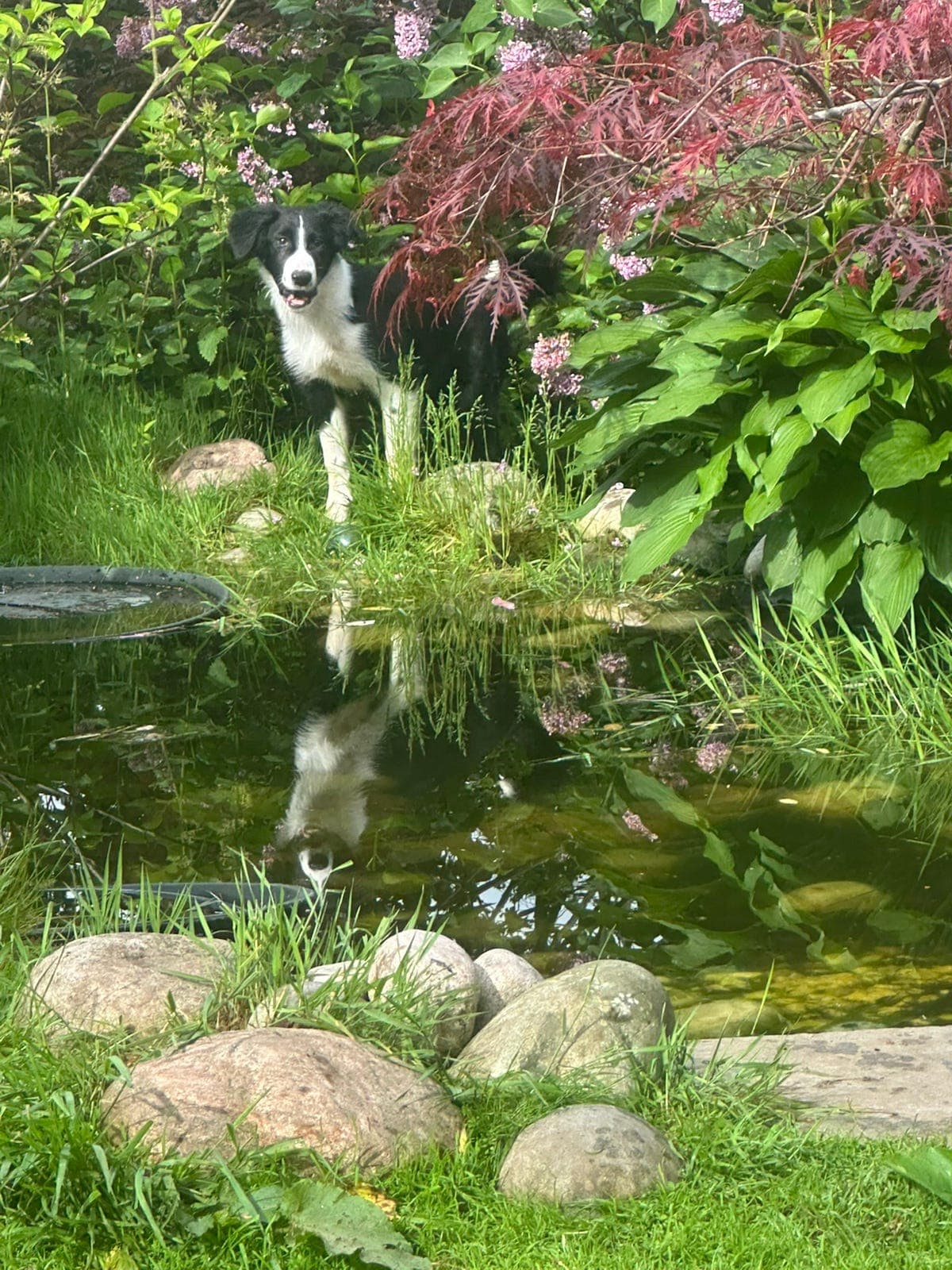 Harmoniske Border Collie herlige , kjærlige , kloke og friske valper ❤️