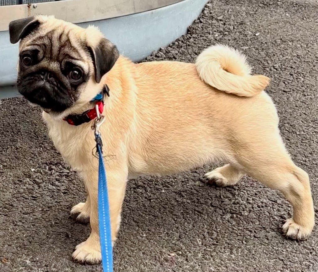 Mops han valp