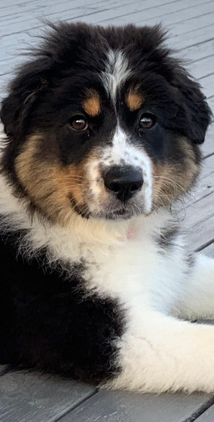 Australian Shepherd valp