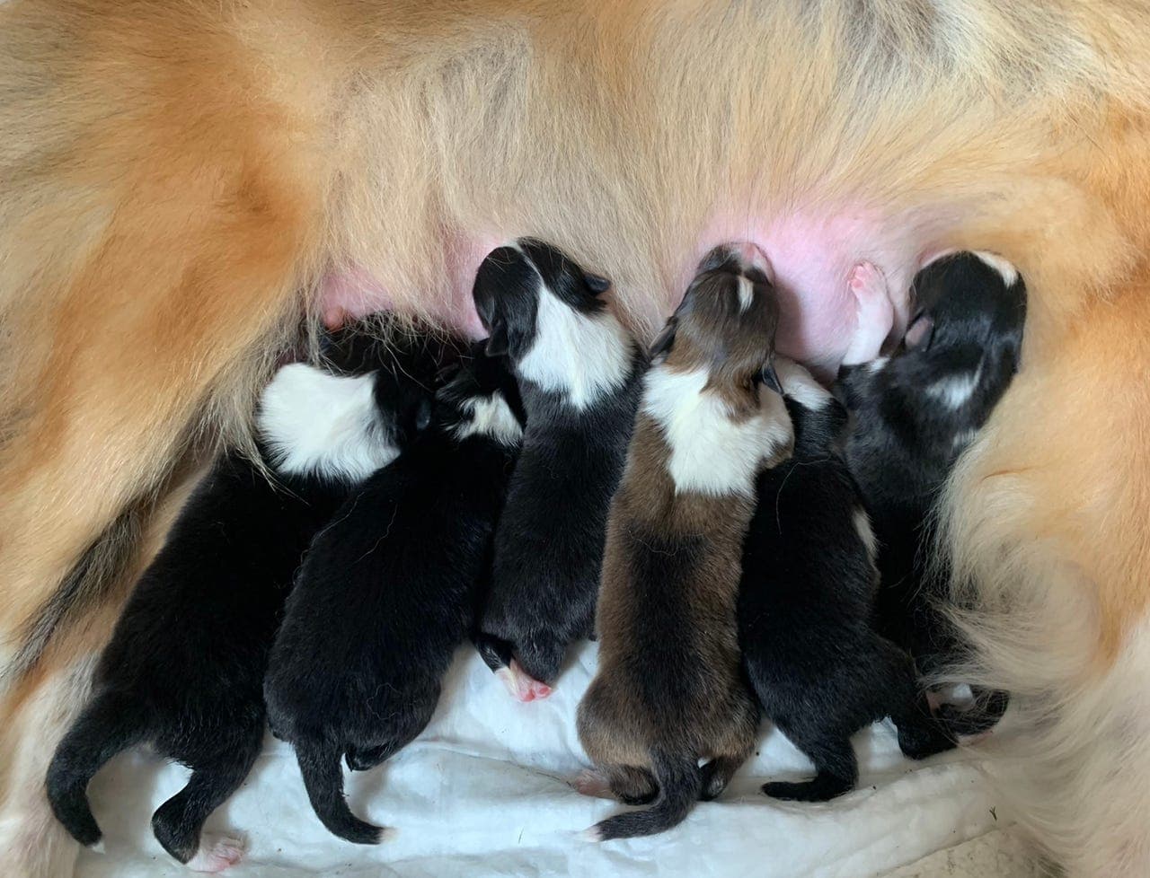 Shetland Sheepdog