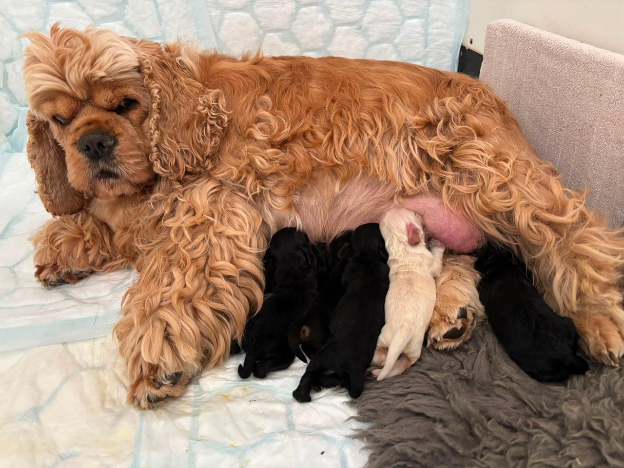 Amerikask Cocker Spaniel Valper