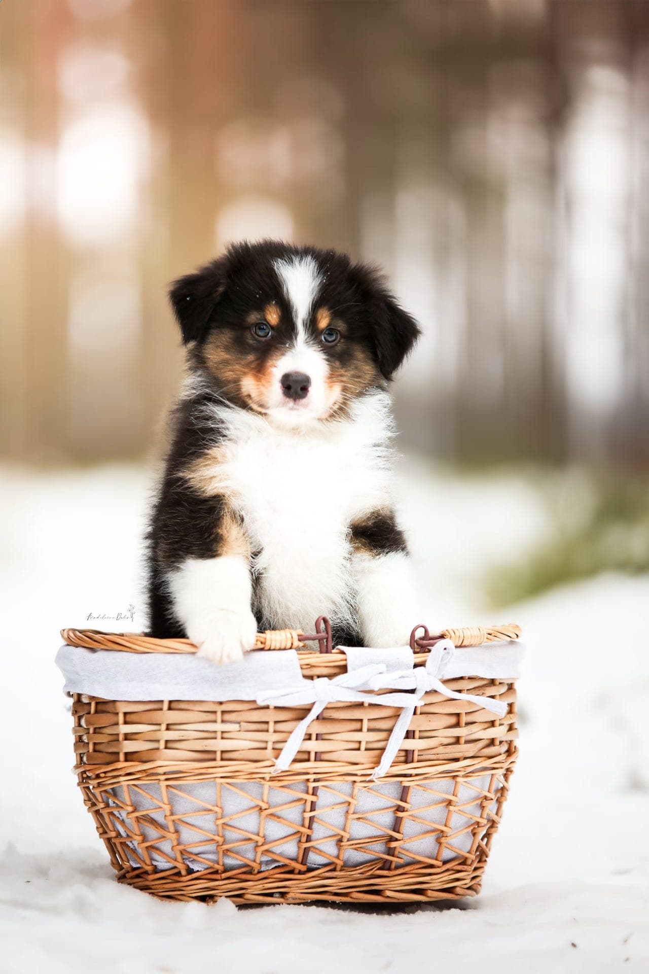 Australian Shepherd valper til salgs!