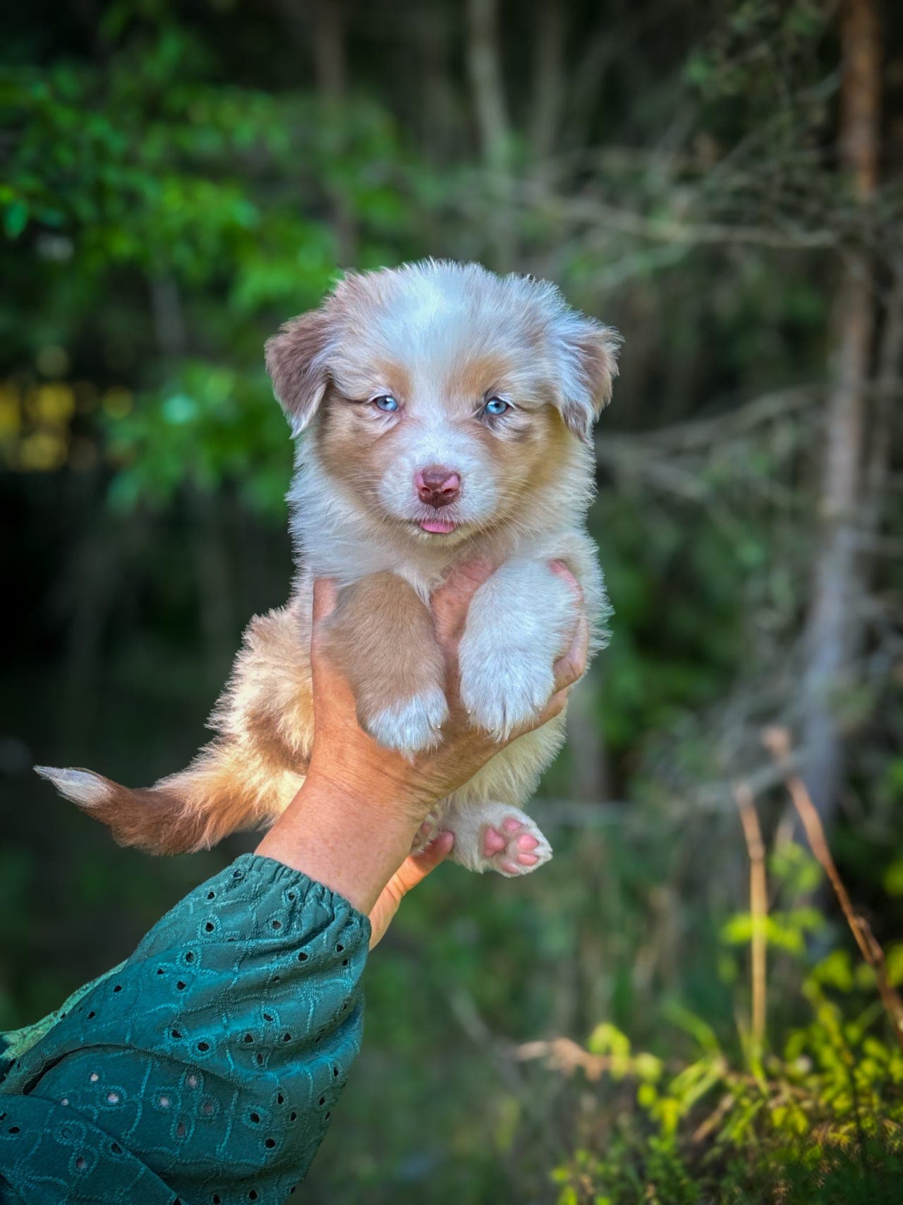 Australian Shepherd valper til salgs!