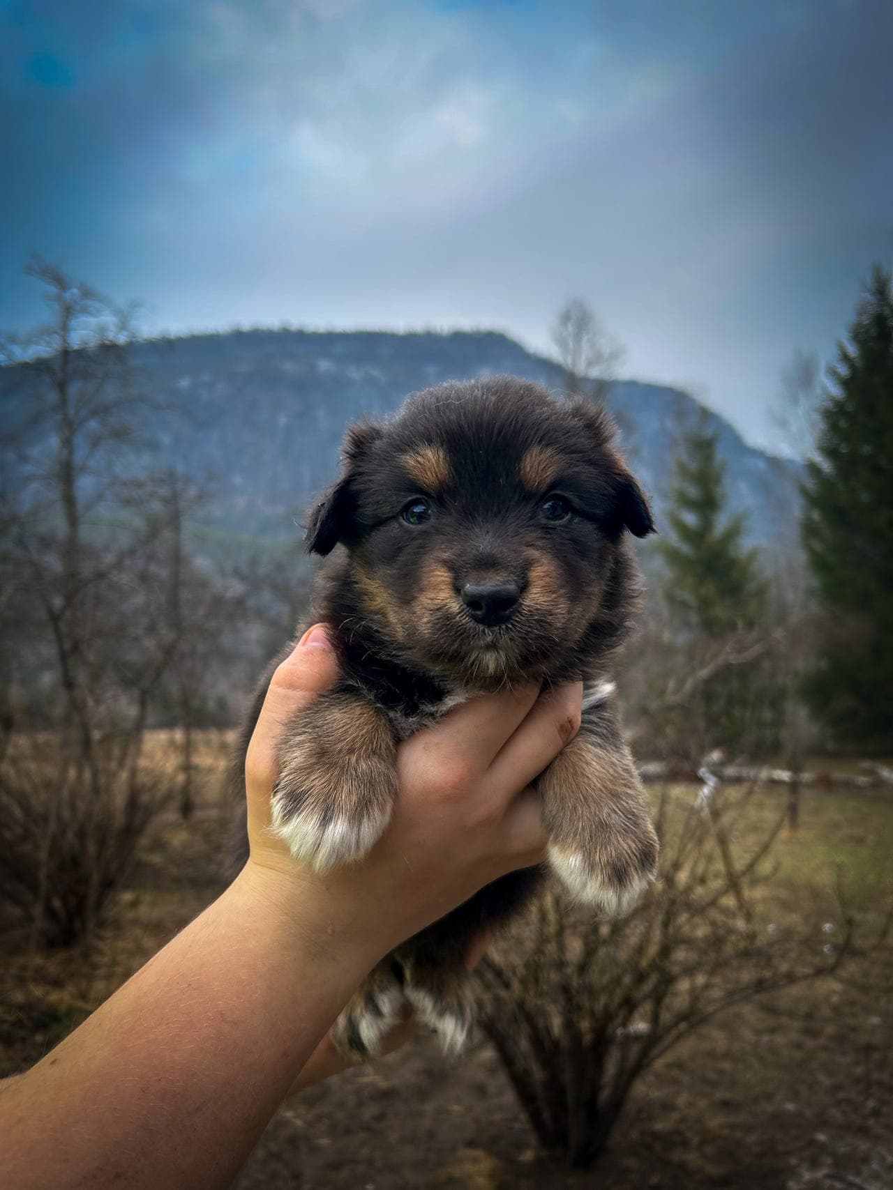 Australian Shepherd valper til salgs!