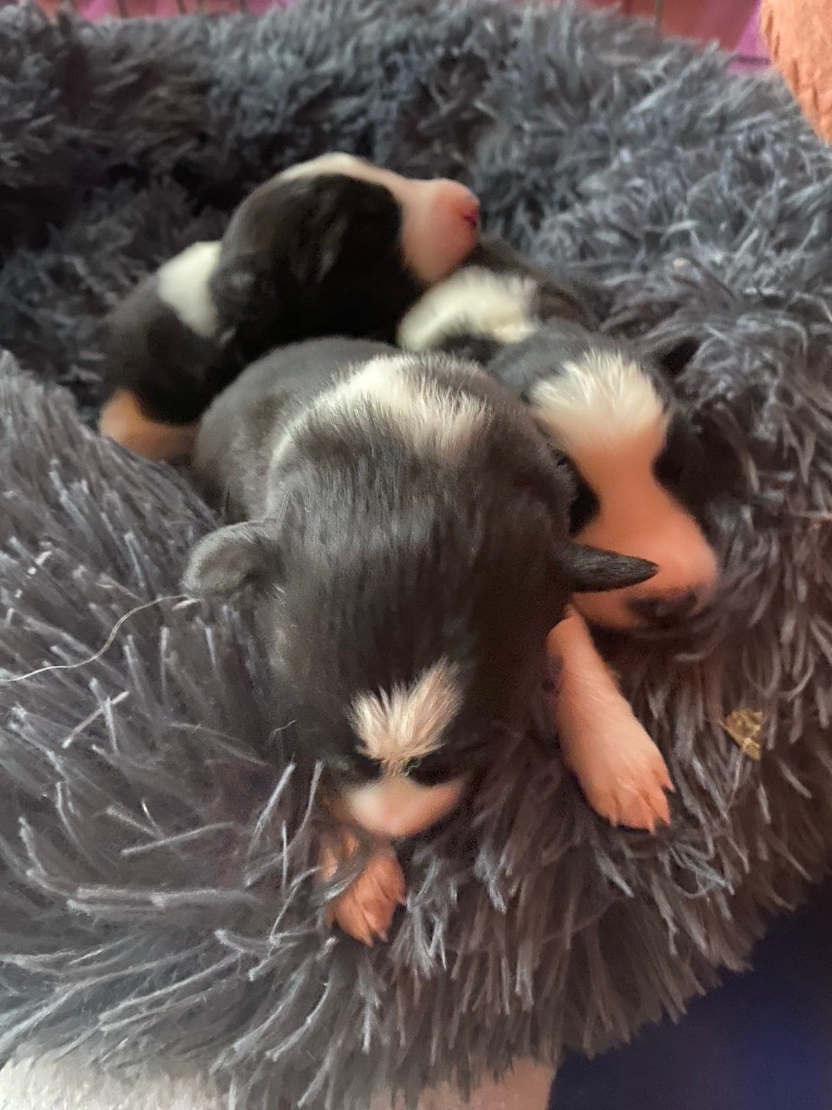 NKK reg. Border Collie valper