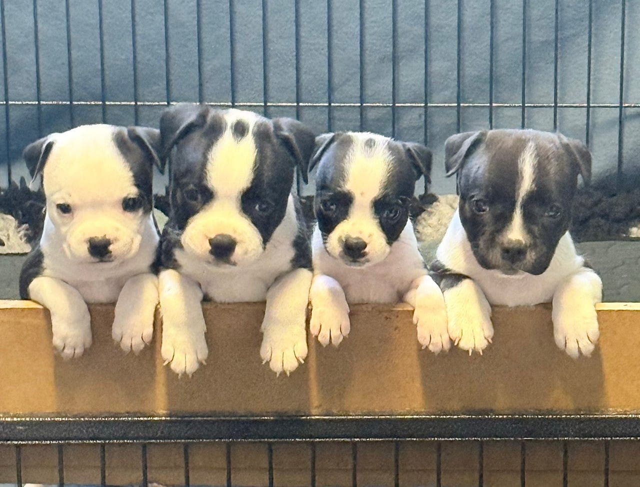 KENNEL GOLDSTAFF SØKER FORVERTER