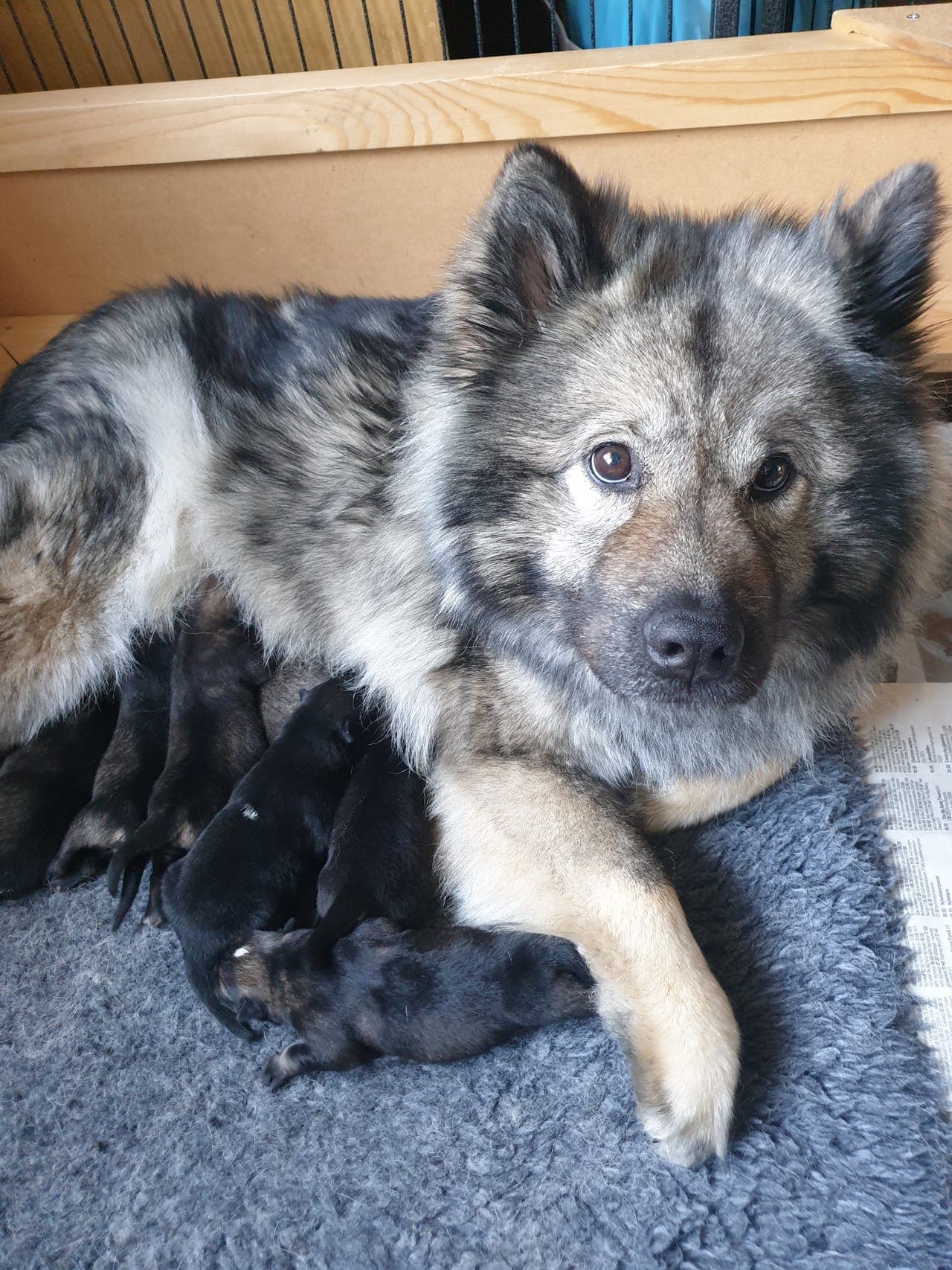 Eurasier valper selges