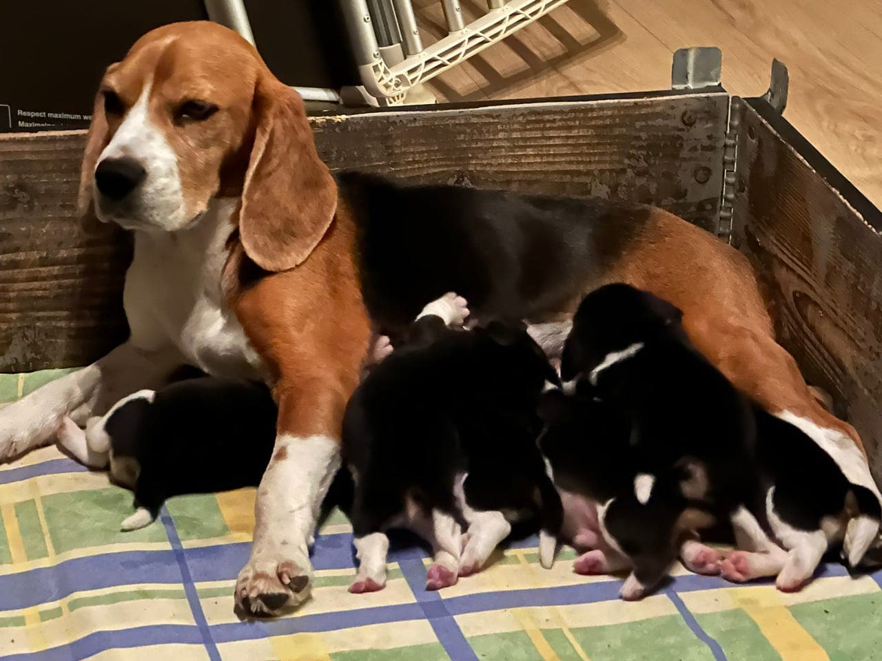 Beaglevalper fra meget høyt meriterte linjer