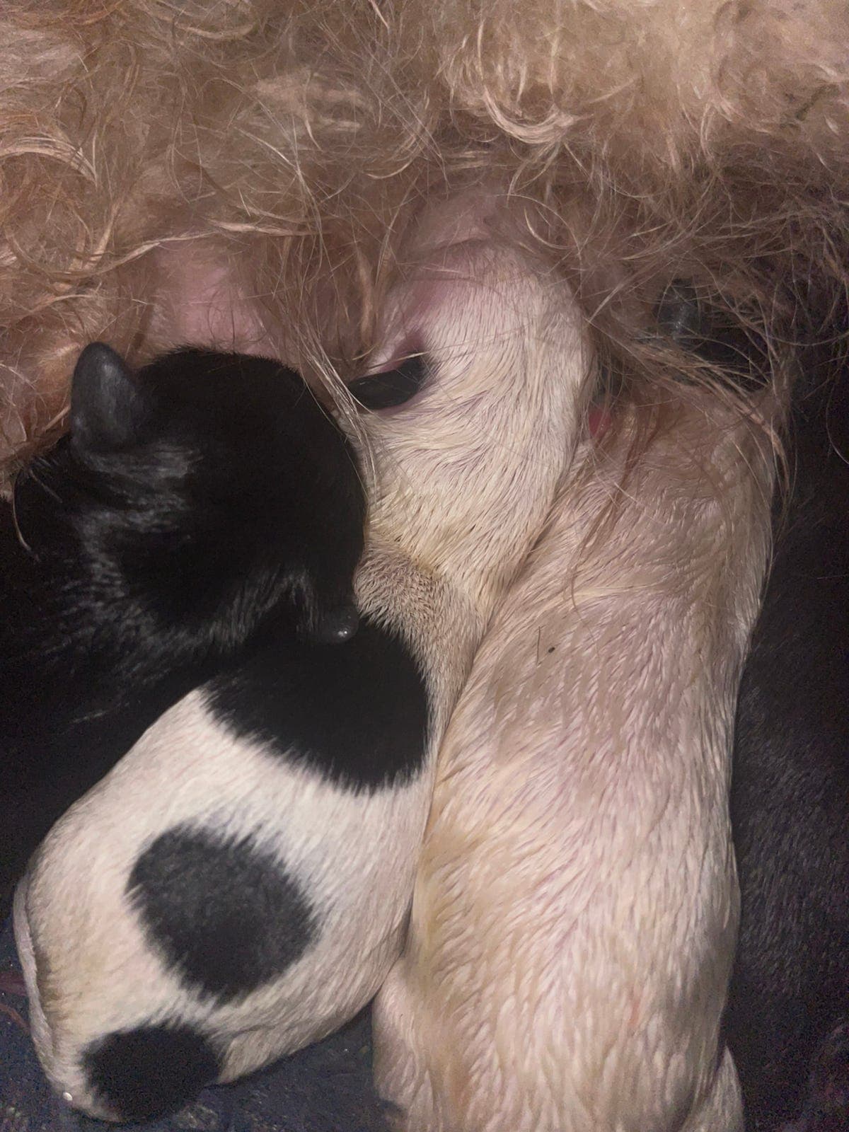 Bichon havanais frå kennel Havasvingen Reg NKK