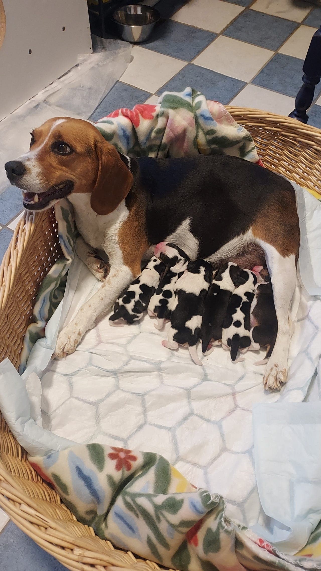 Beagle valper, leveringsklar 10 august