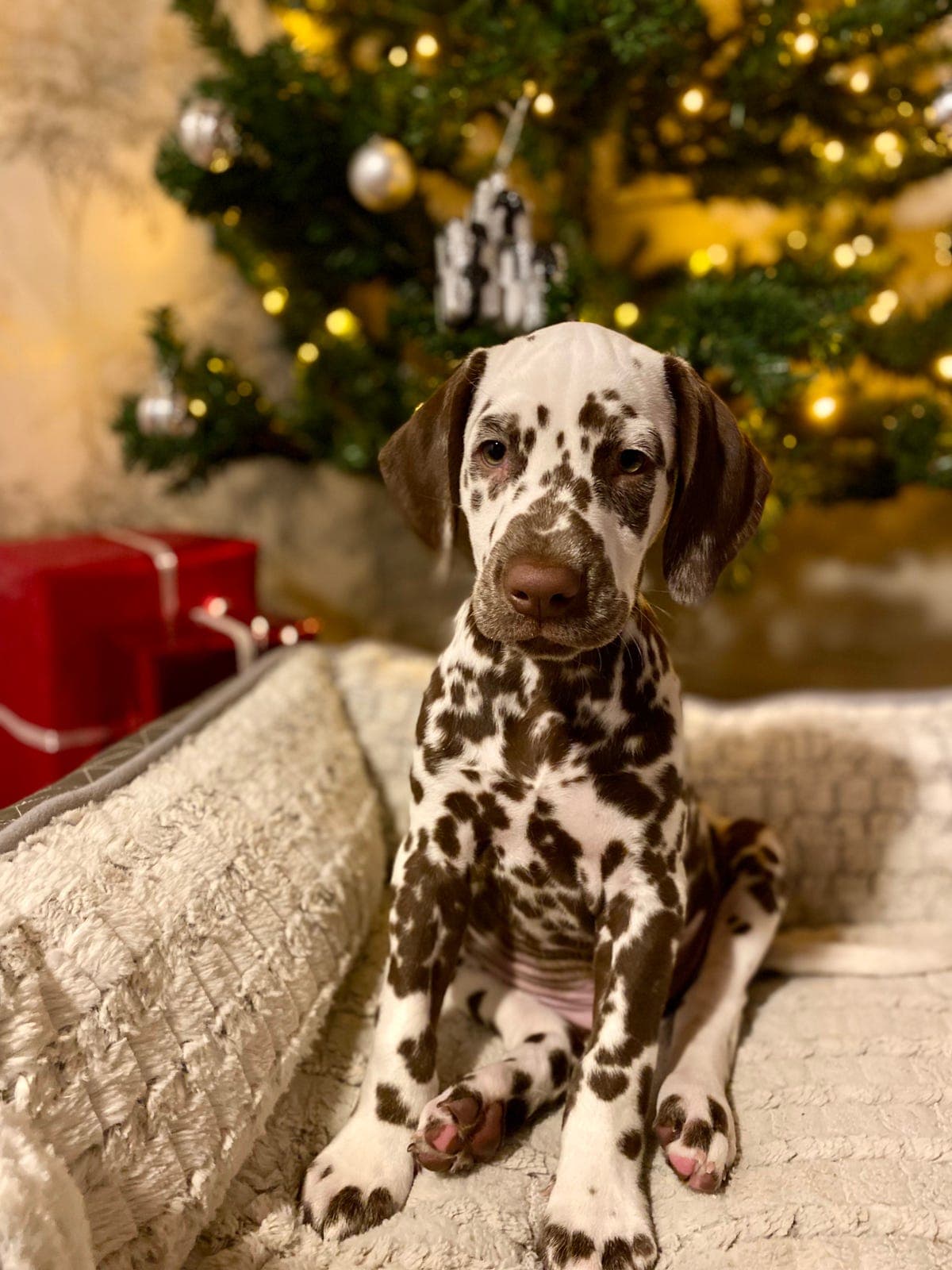 NKK reg dalmatiner valper leveringsklar - 1 ledig