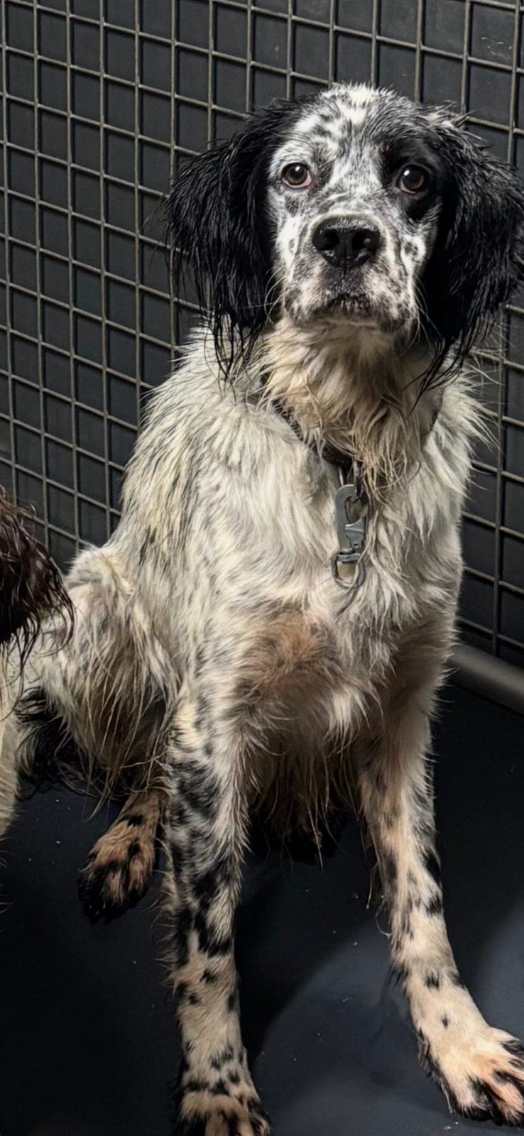 Engelsk setter