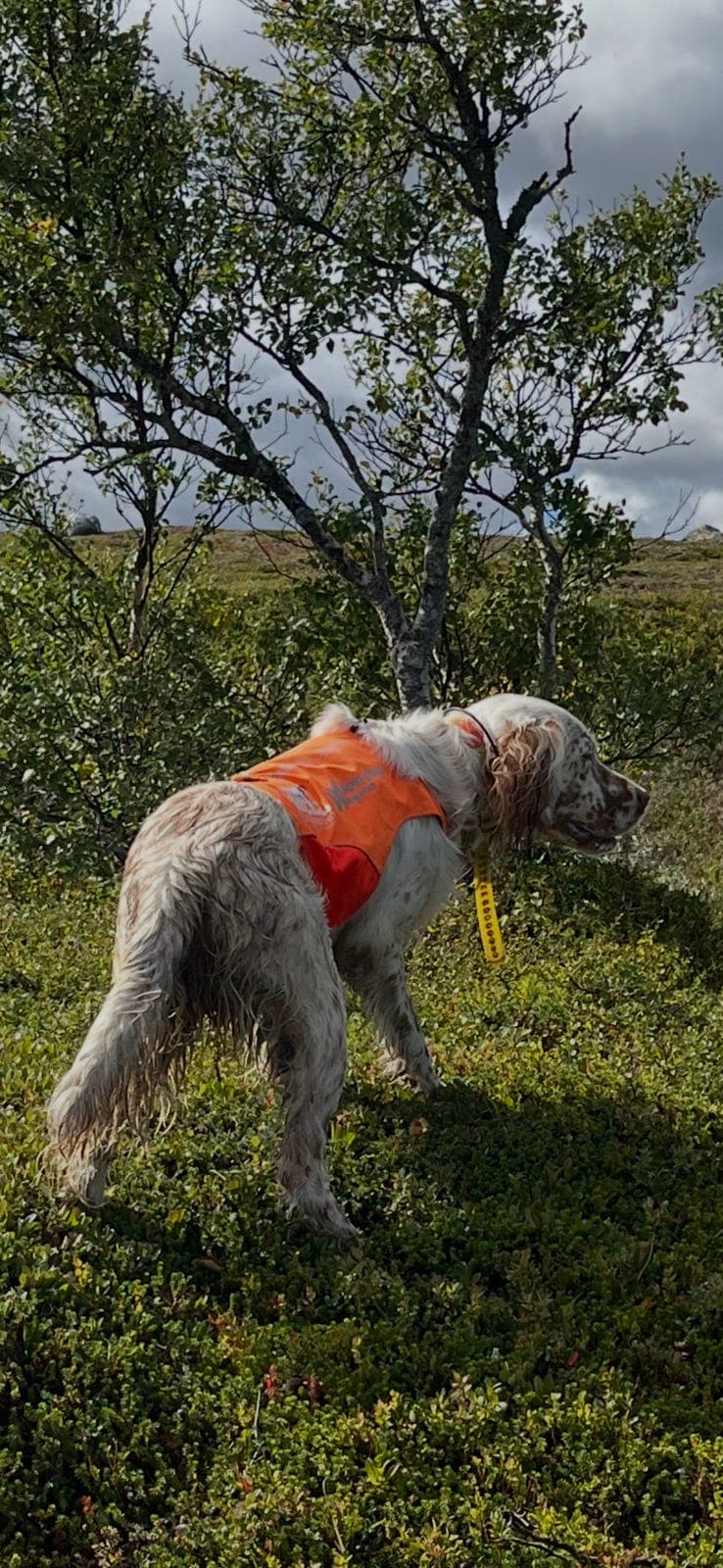 Engelsk setter