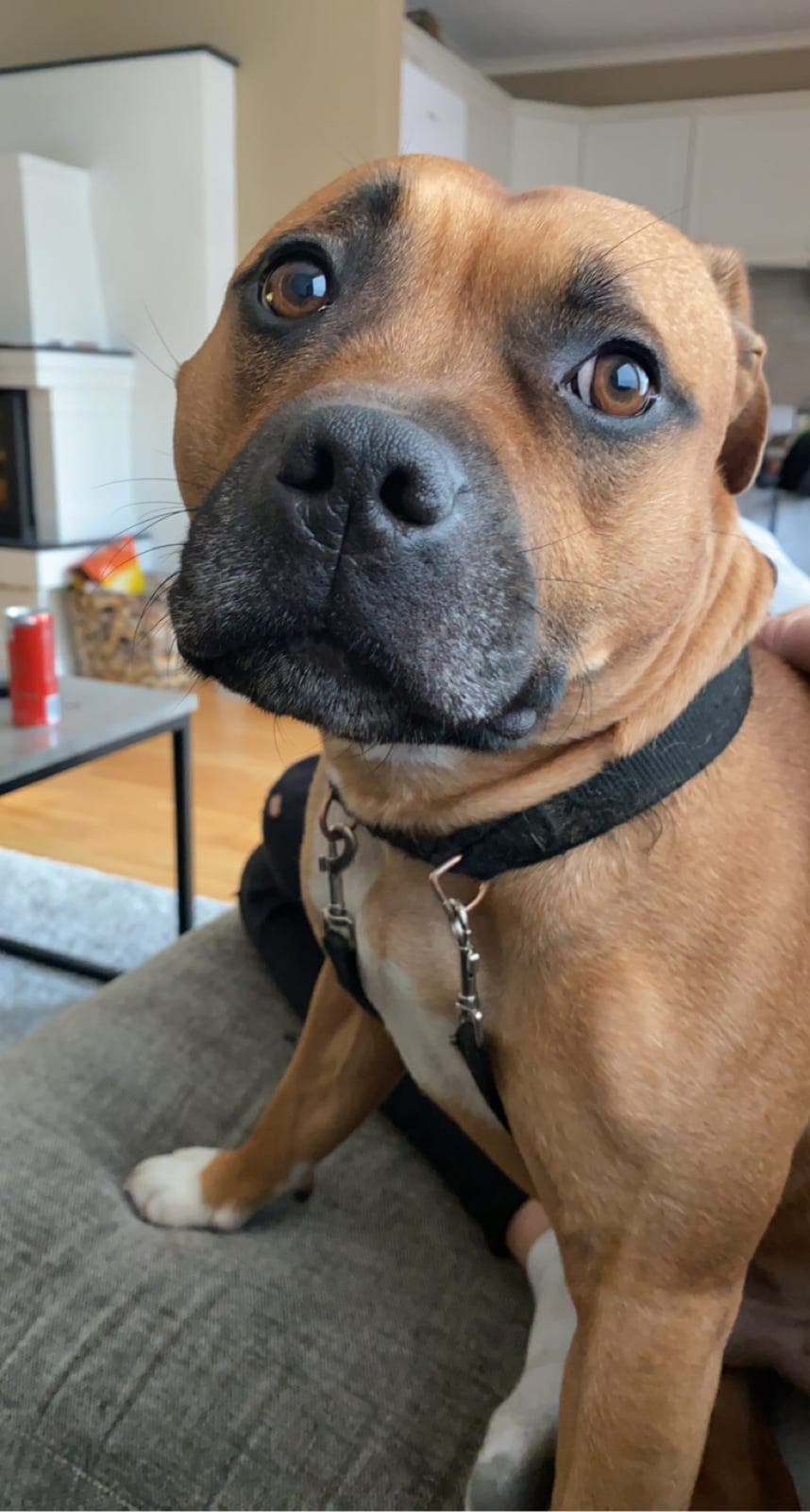 Staffordshire Bull Terrier søker nye eiere