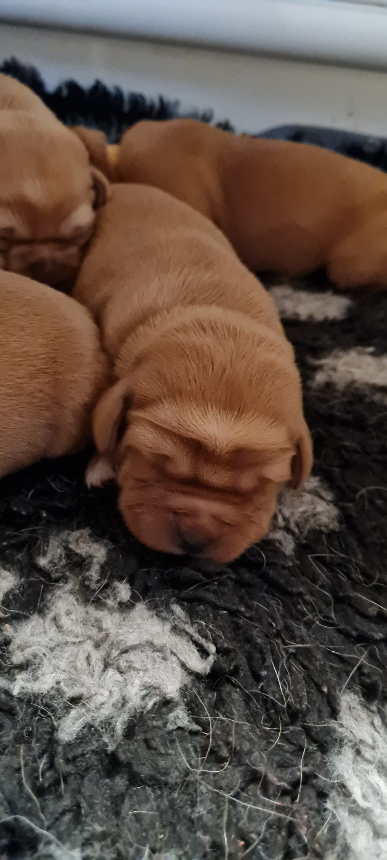 Labrador retriever
