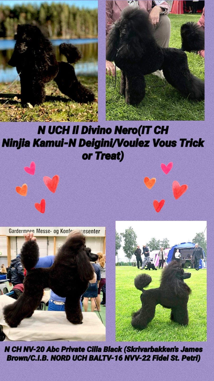 Renraset, NKK reg. Mellompuddel, ventes i april🖤🤎🐩