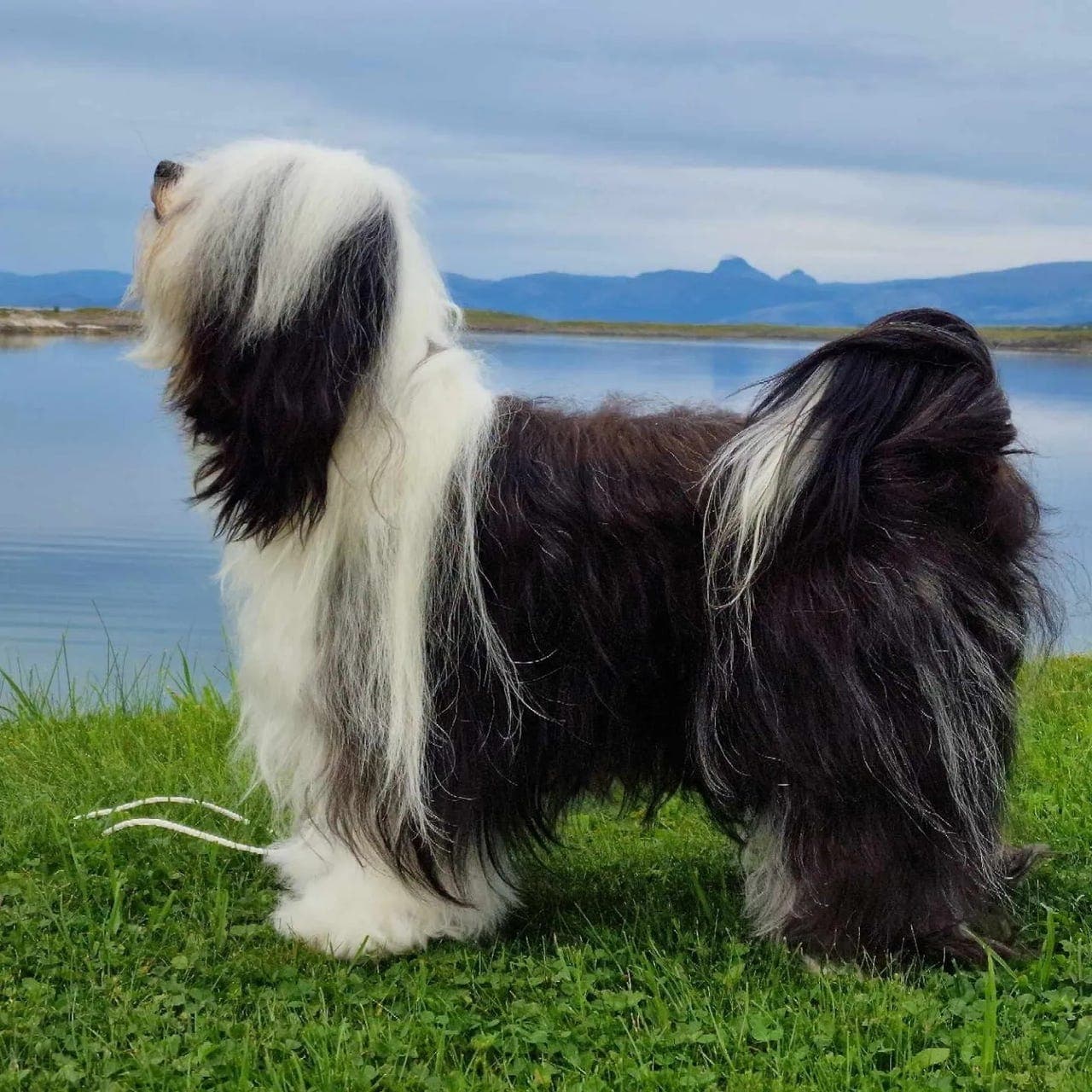 Tibetansk Terrier valper ventes ca 2 mai