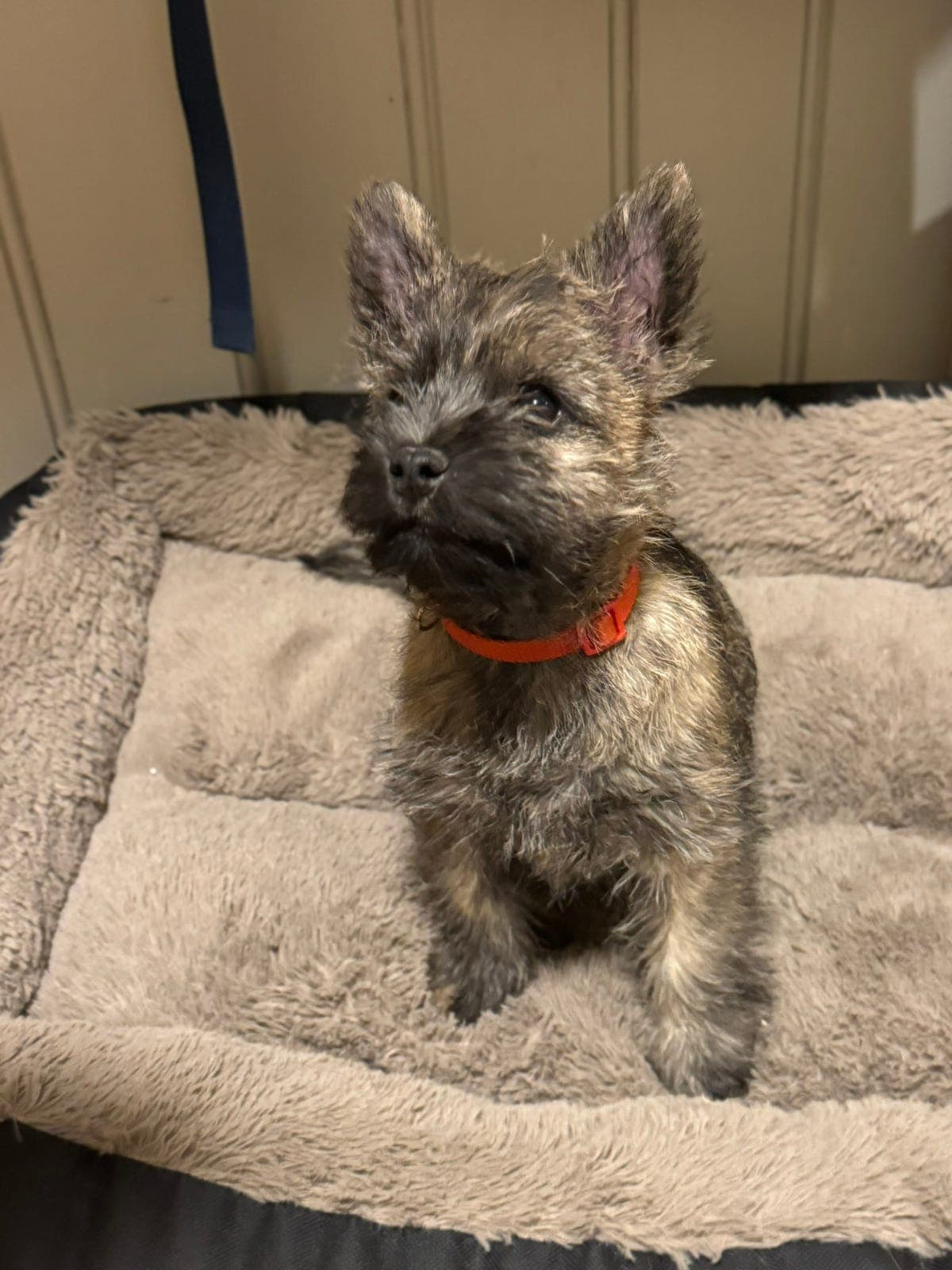 Kennel with sone har en tispe valp ledig