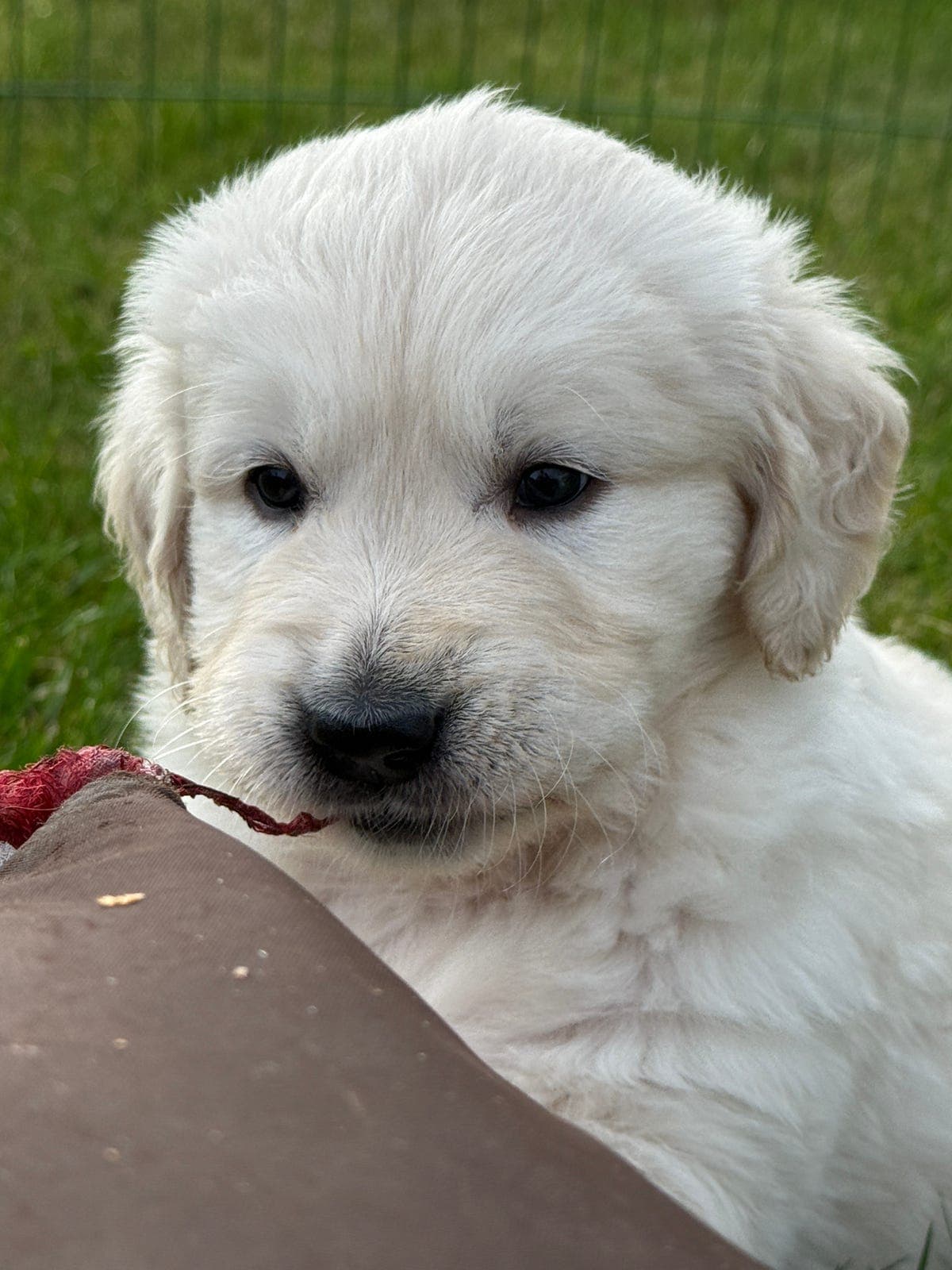 Nydelig golden retriever,- hannvalp selges