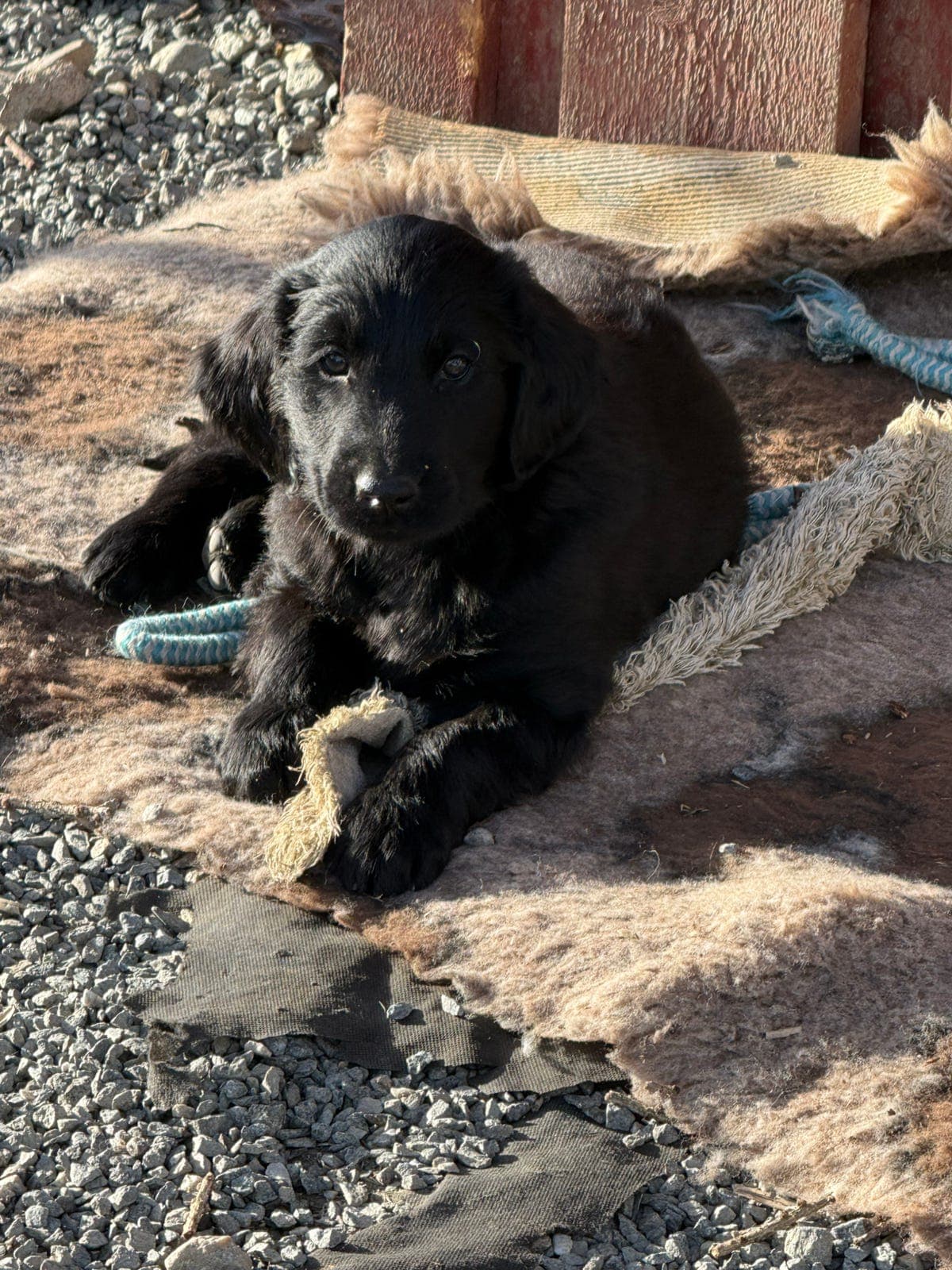 Flat Coated (flatcoated) Retriever valper