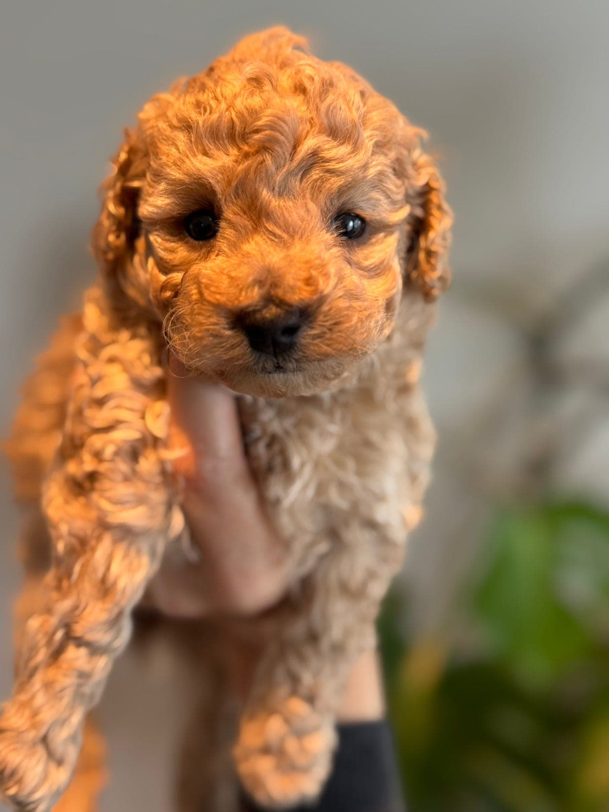 Kennel Vestlandspote- dvergpuddel 🐾