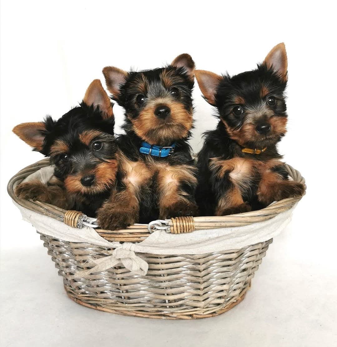 Silky terrier valper levering klare til 1 mai.