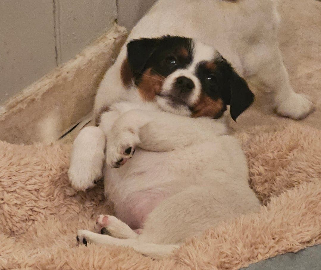 Trivelig  nkk reg jrt gutt fra erfaren oppdretter.
