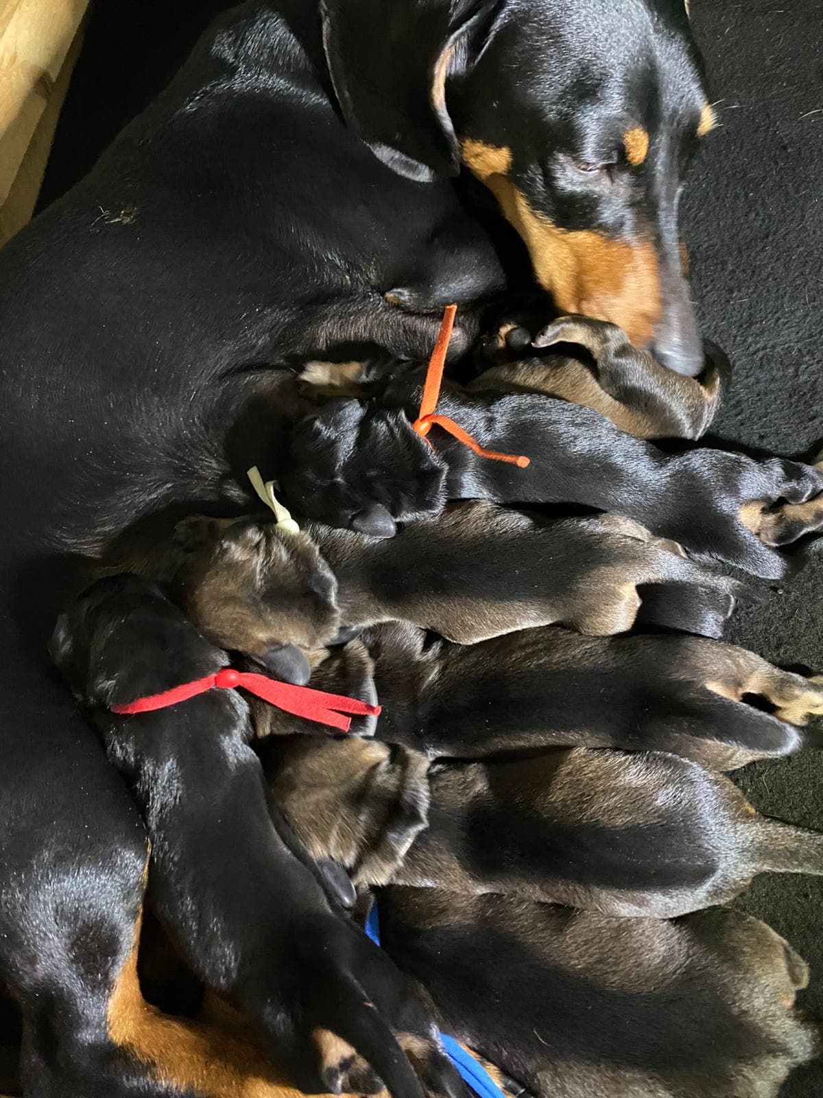 Nydelige Standard Dachs valper selges!