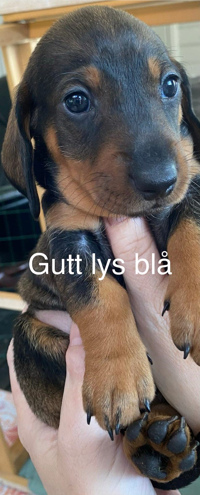🐾 Kennel Kokozen – Korthåret Standard Dachshund 🐾