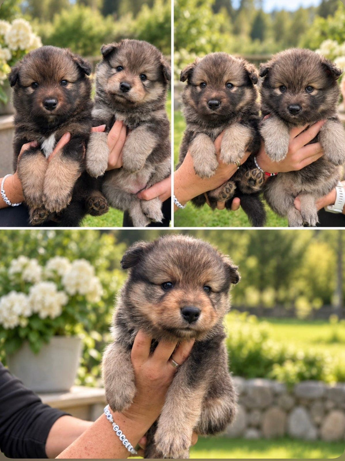 Finsk lapphund valper