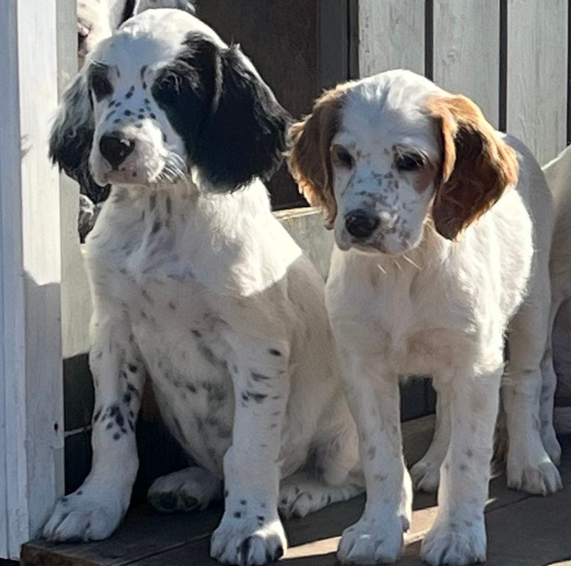 Lev.klare Engelsk setter valper etter premierte foreldre