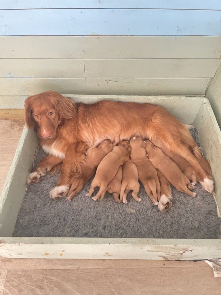 Nova Scotia Duck Tolling Retriever valper til salgs