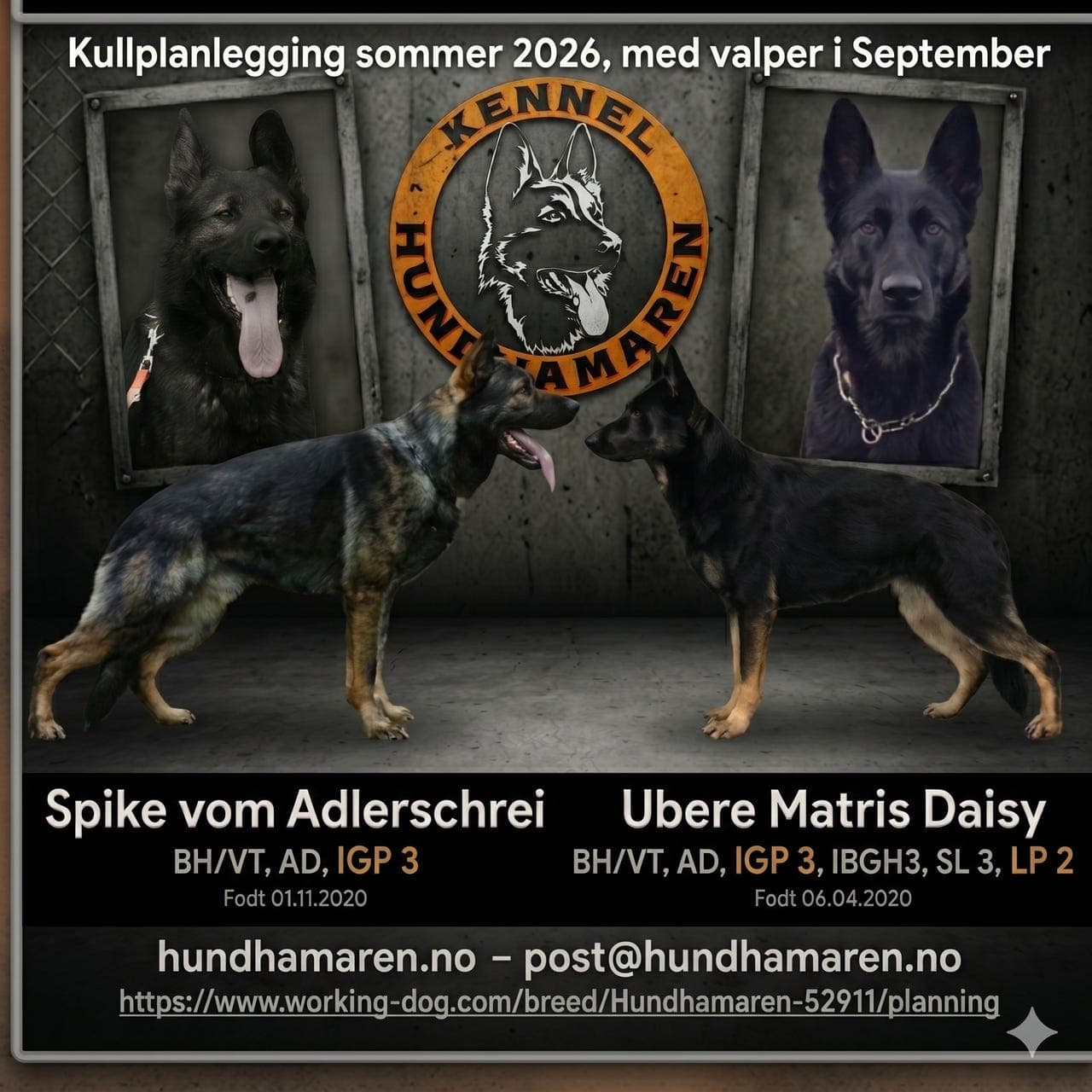Bruksschæfer langhår – valper født 10.02.2026