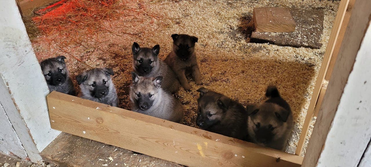 Norsk elghund grå valper