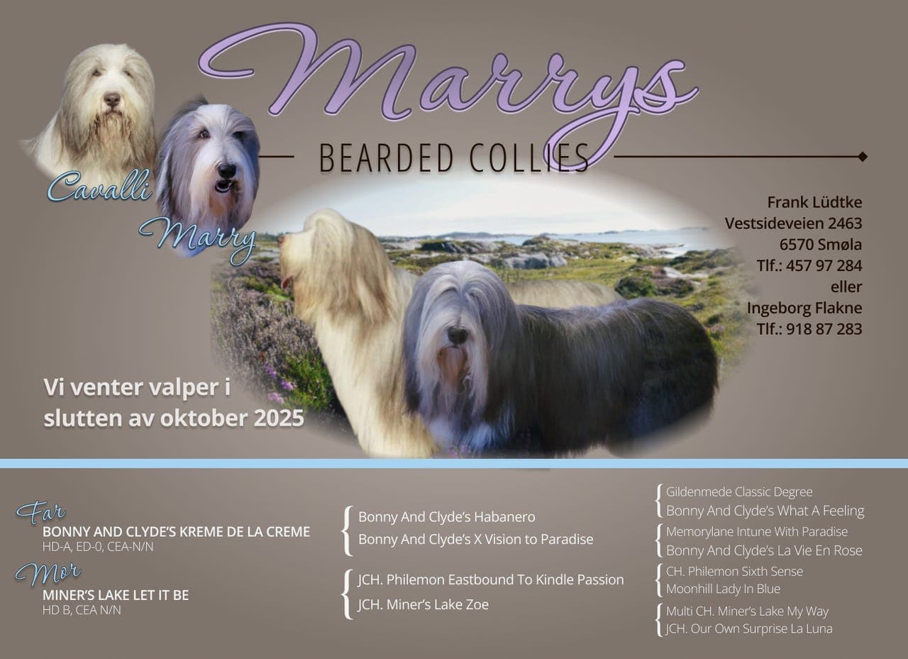Bearded Collie Valper ventes i slutten av oktober 2025