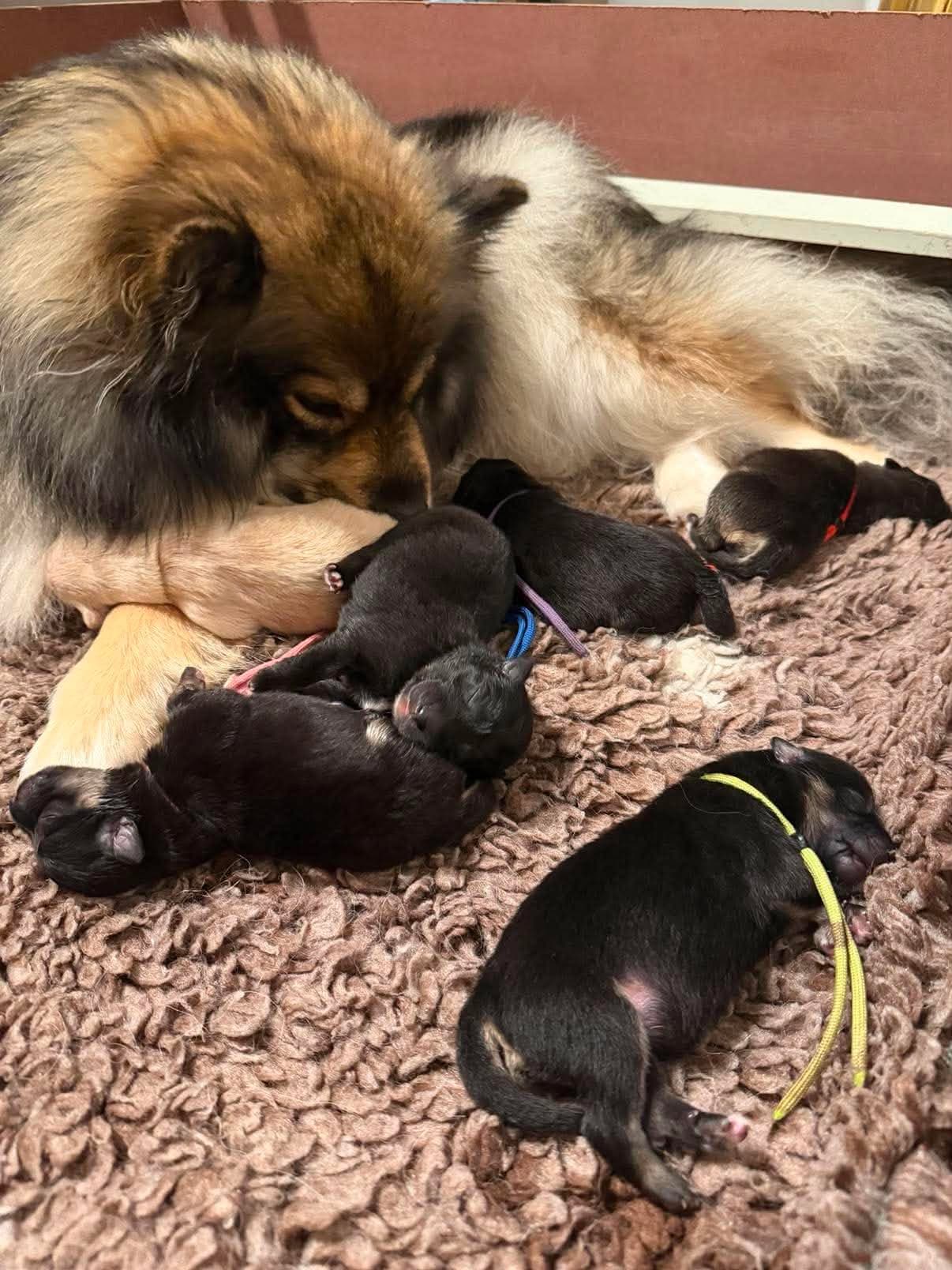 Finsk Lapphund