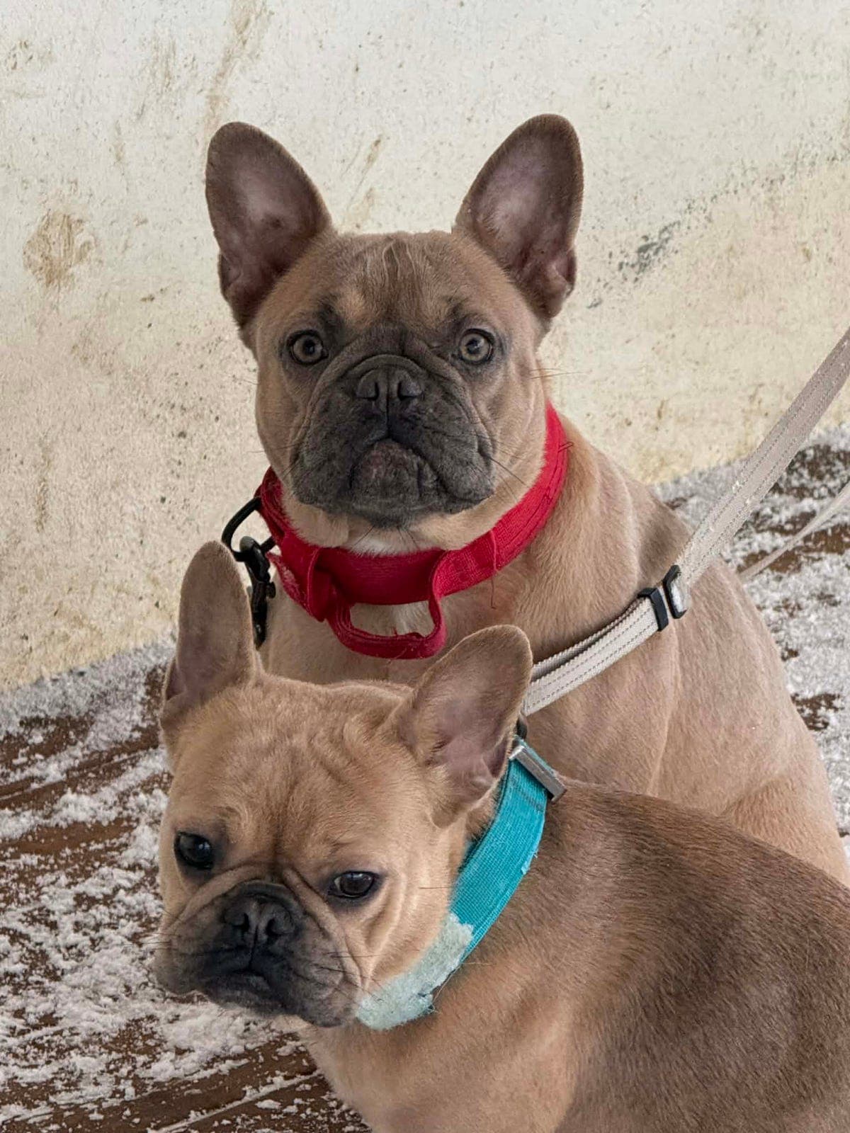 Fransk bulldogg valper i eksotiske farger