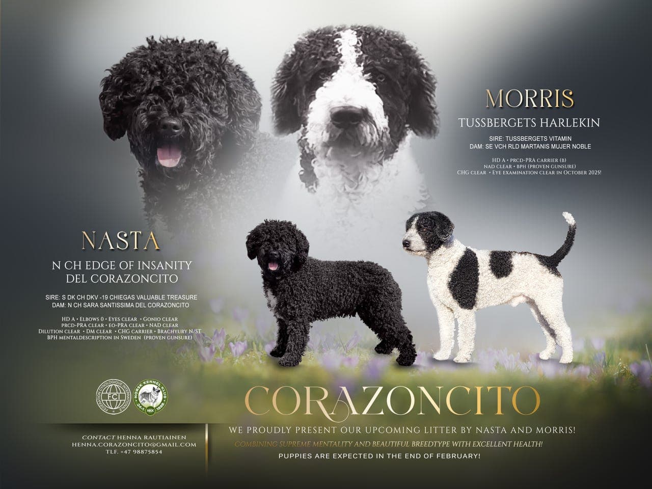 ⭐️SPANSK VANNHUND⭐️