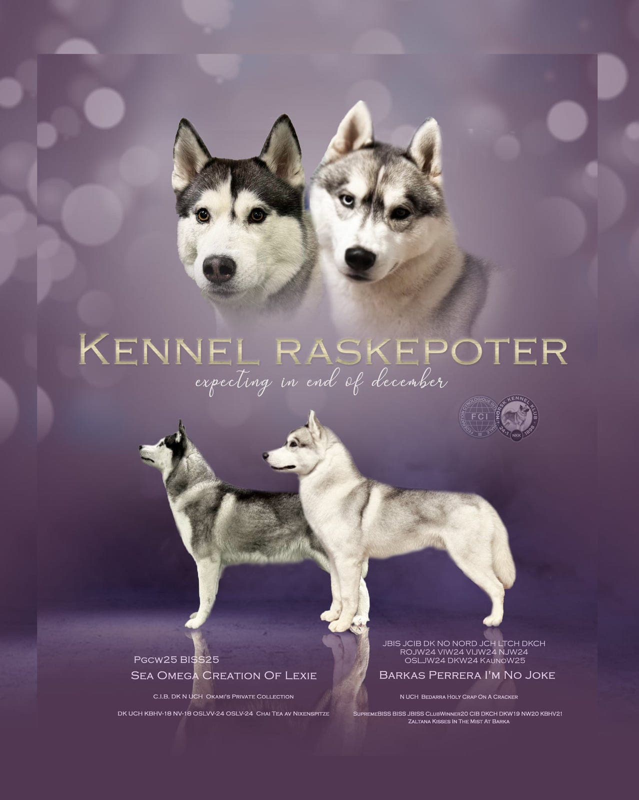 Nkk registrerte valper, 2 reservert