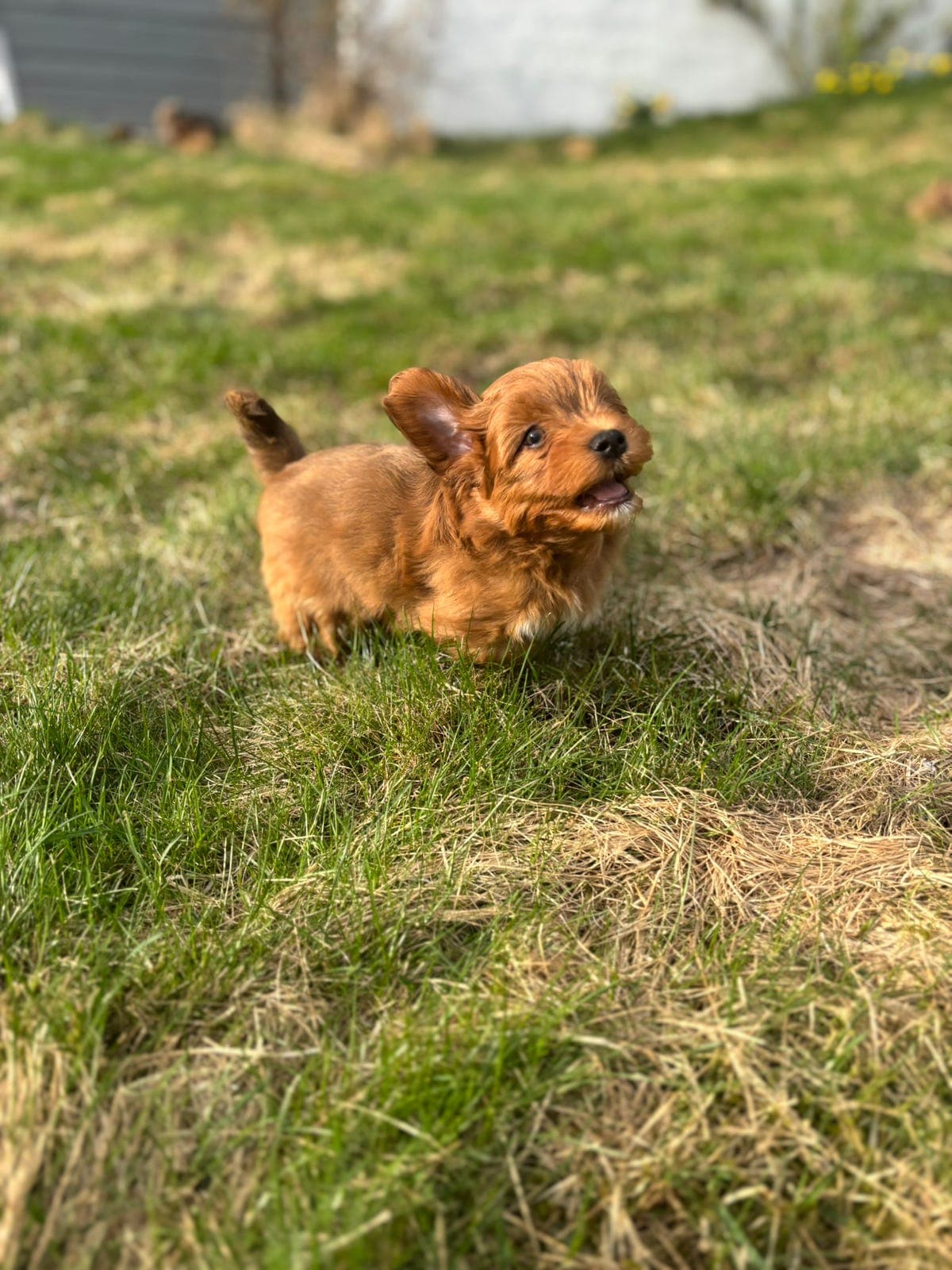 NKK-reg. Bichon Havanais valper