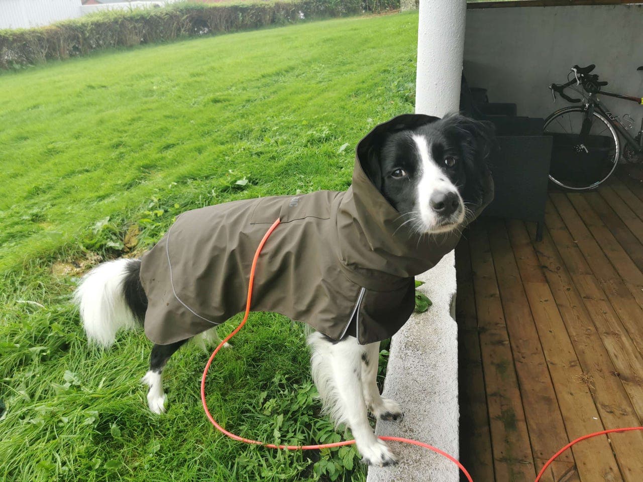 5 år gammel border collie tispe gis bort til rett eier