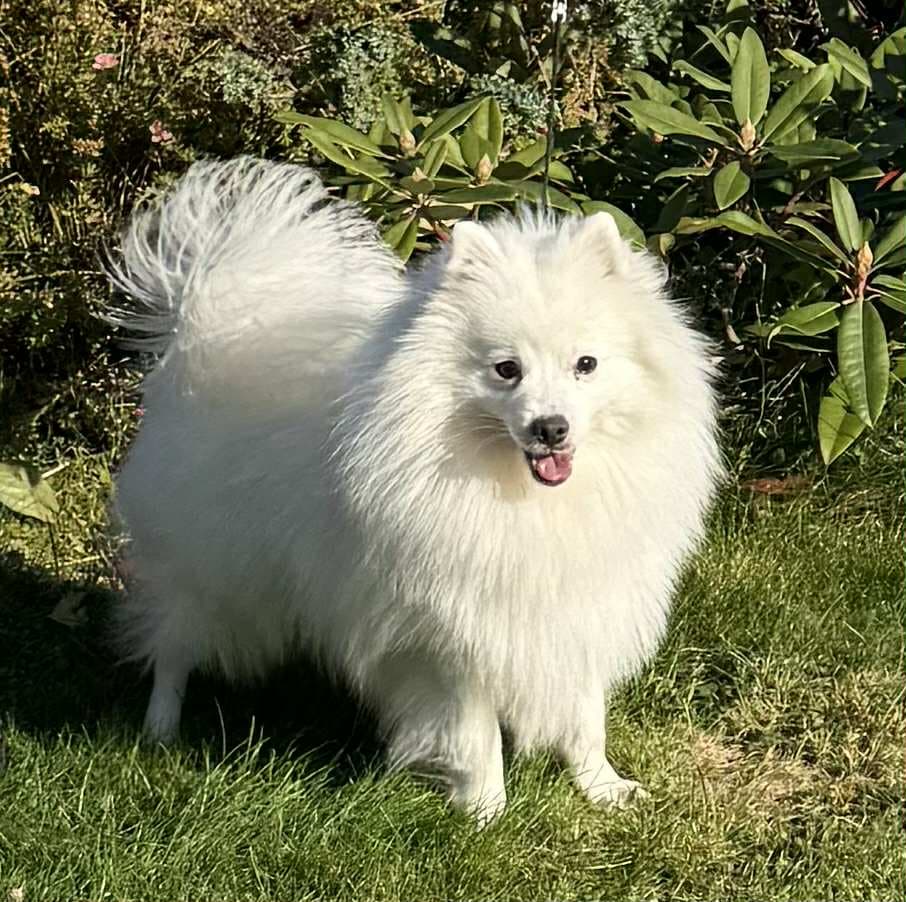 Japansk spisshund selges …