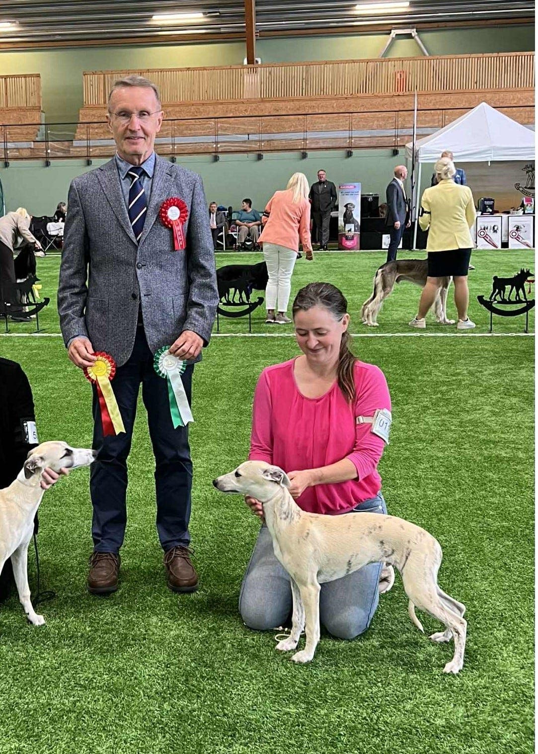 Nydelige 8 mnd gamle whippetgutter