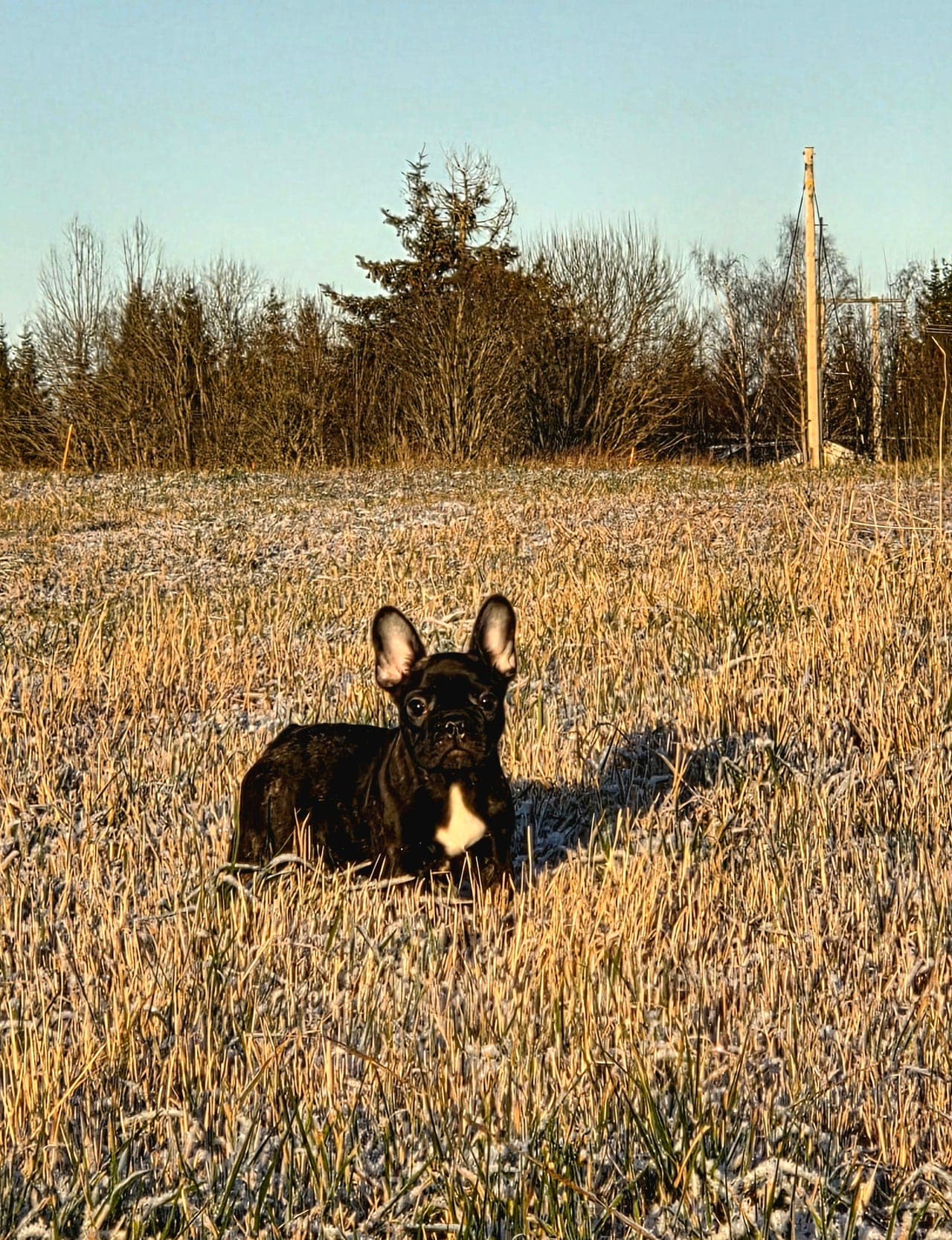 Nydelig Fransk Bulldog Tispe søker forvert