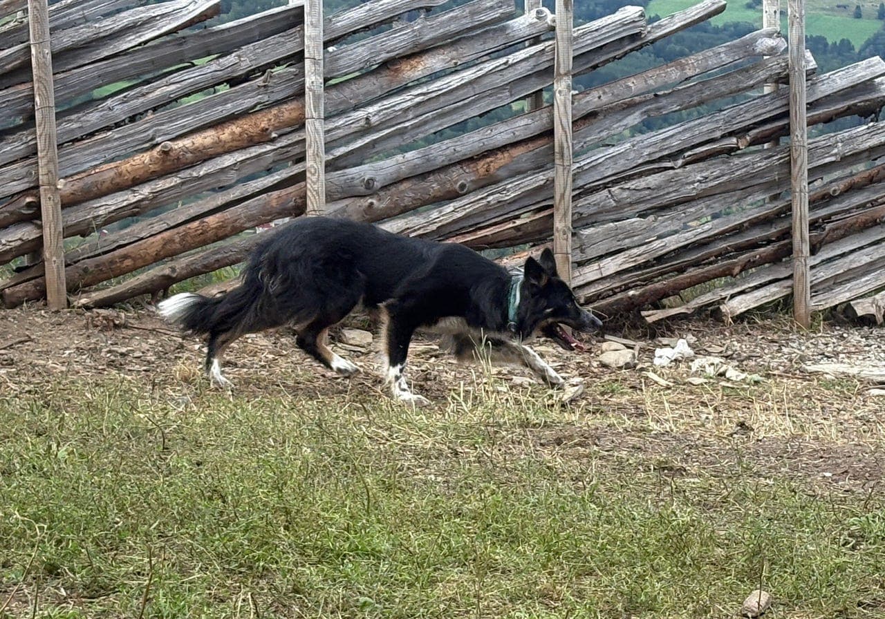 Påbegynt border collietispe vurderes solgt
