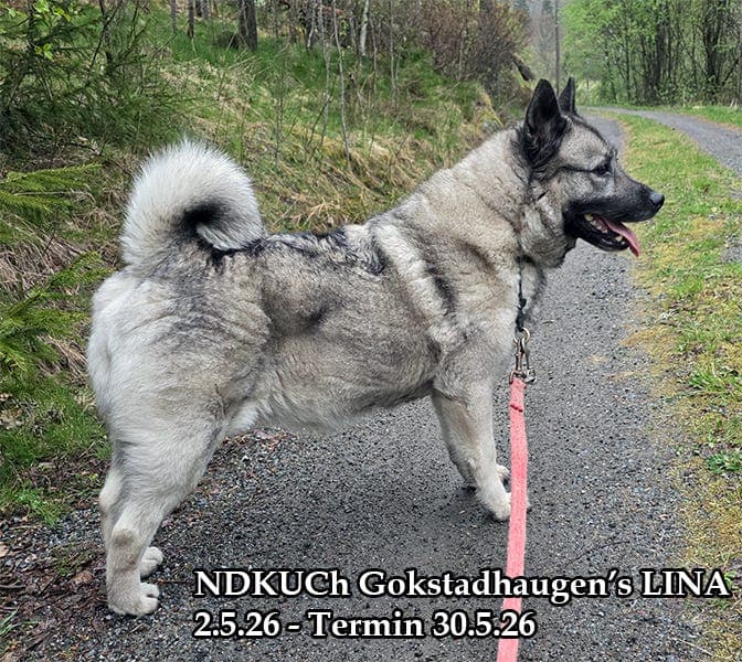 Norsk Elghund Grå