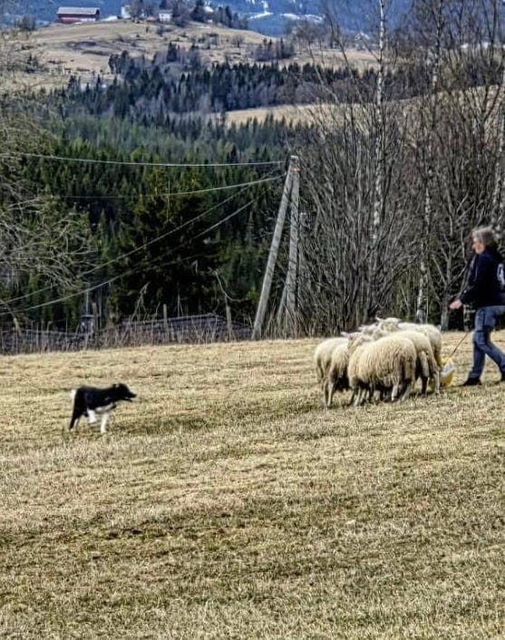 Border Collie hannhund påbegynt gjeting