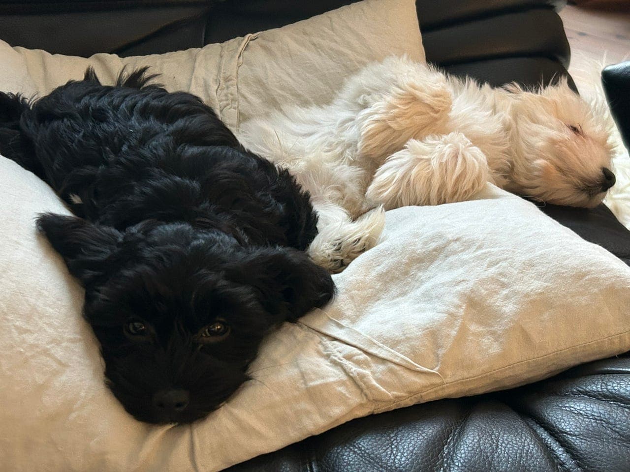 Leveringsklare nydelige Nkk registrerte Bichon havanais valper